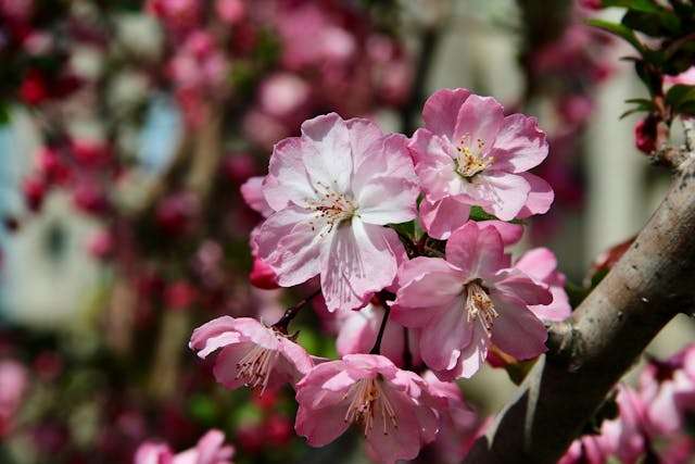 Pink flowers blooming on a tree