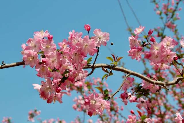 Pink cherry blossoms against blue sky