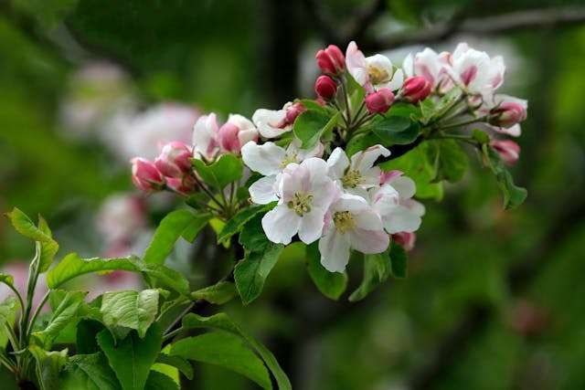 Delicate pink and white apple blossoms