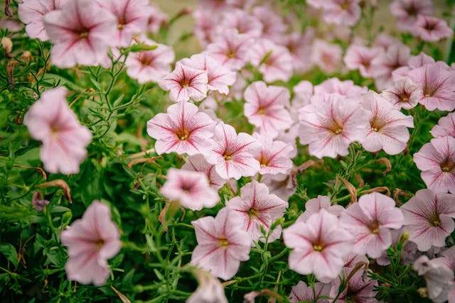 Pink flowers in a lush garden