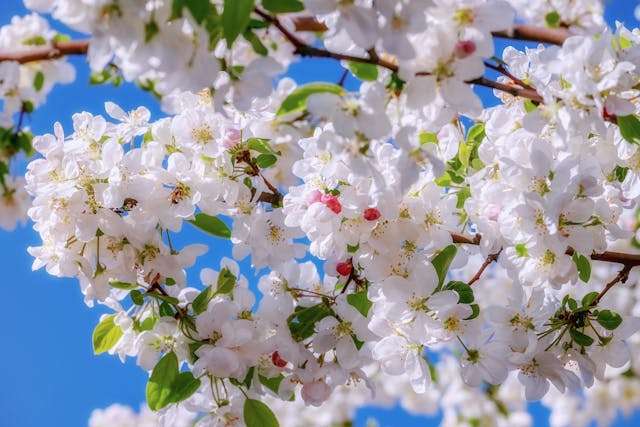 Blooming white flowers against blue sky
