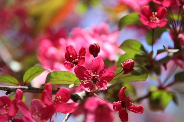 Vibrant pink flowers on a branch