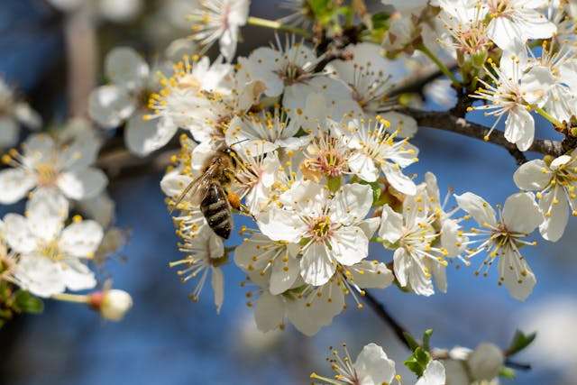 Bee on blooming white flowers.