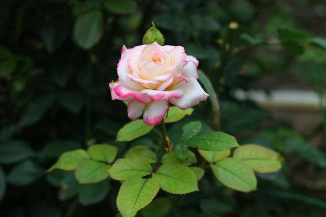 Pink and white blooming rose flower