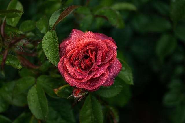 A wet rose.