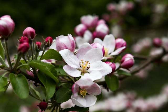 Pink and white blooming apple flowers
