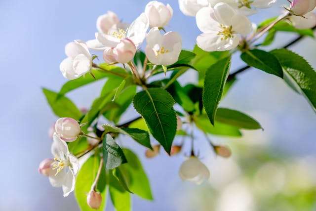 Delicate white flowers on branch