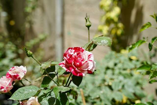 Prayer for April 12 2026