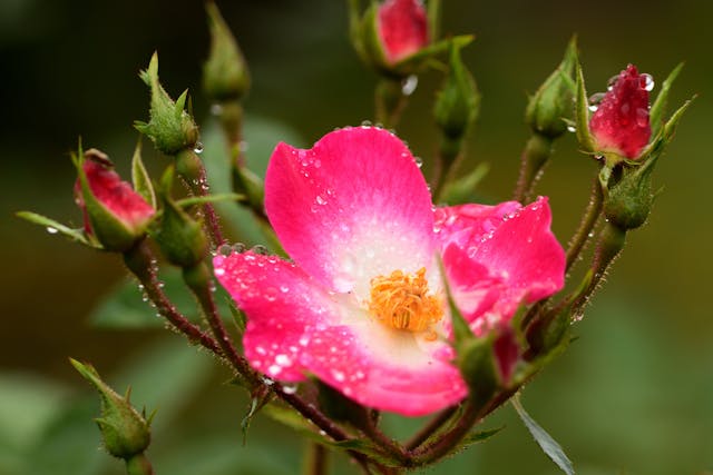 Pink rose with dew-covered petals.