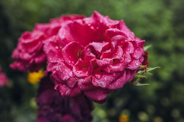 Pink rose with water droplets