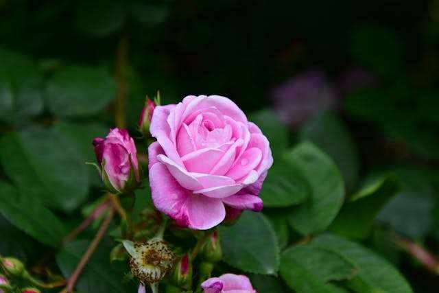 Pink rose among green leaves