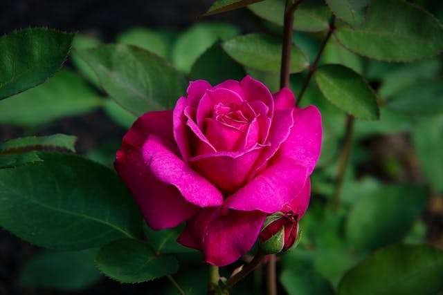 Vibrant pink rose surrounded by leaves