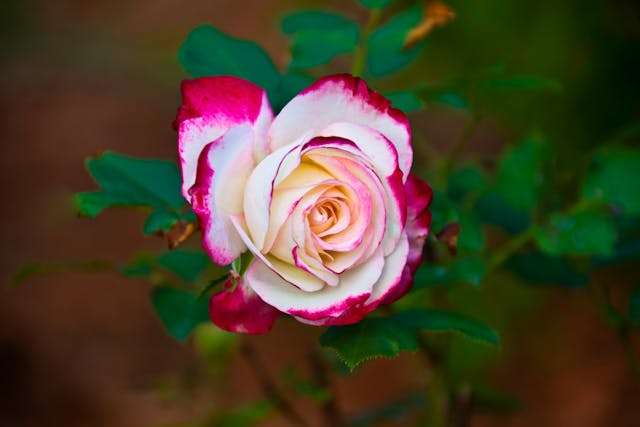 Beautiful pink and white rose