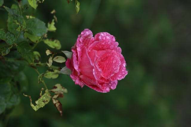 Pink rose with water droplets
