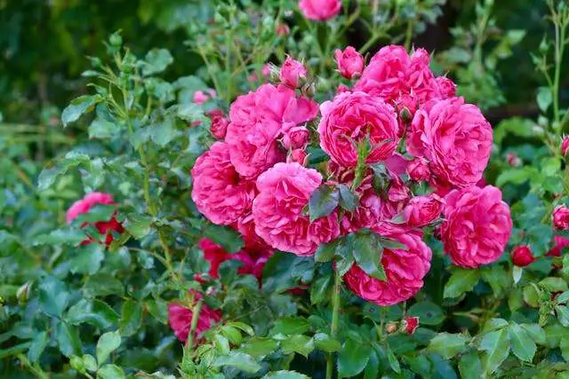 Vibrant pink roses in lush greenery.