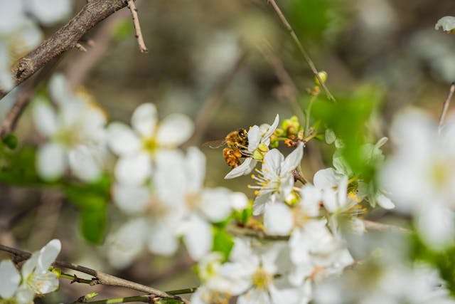 Bee on white flowering branch