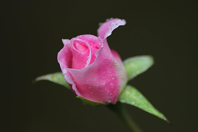 Close-up of a pink rosebud