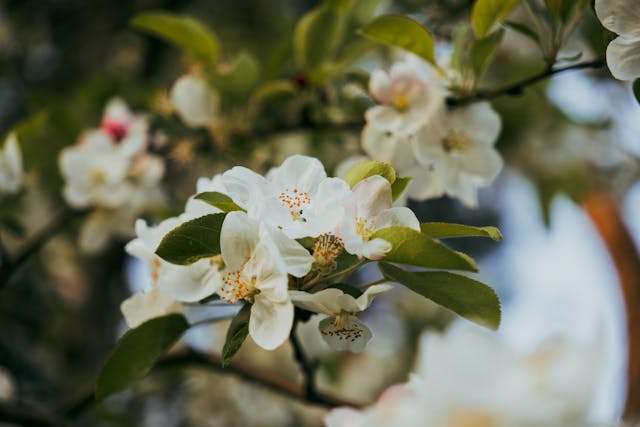 White flowers on a green branch