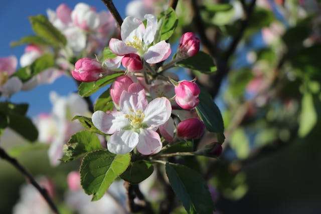 White and Pink Flowers in Bloom