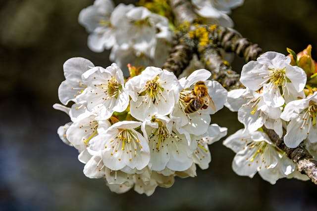 Honey Bee Pollinating Blossoms in Springtime