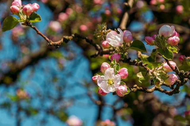 Blooming apple tree branches with flowers