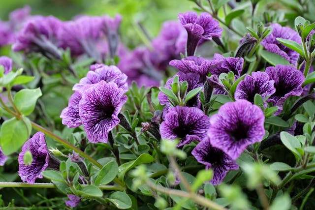 Vibrant purple flowers among green leaves