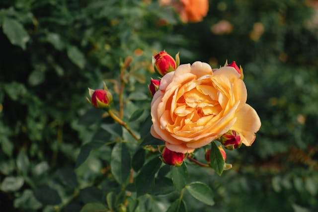 Peach rose with red buds.