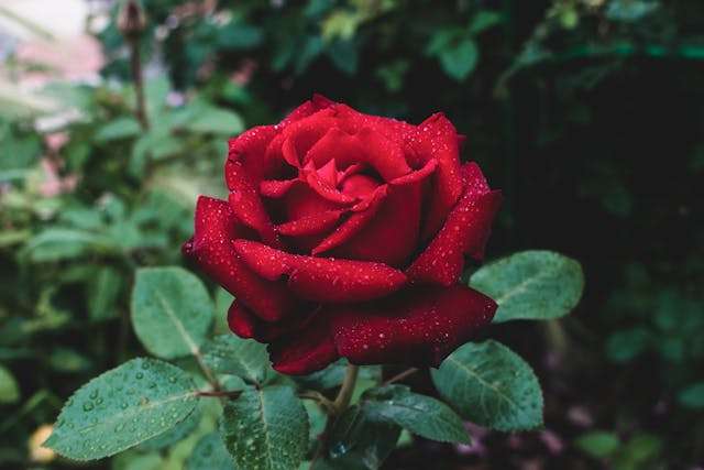 Red rose with water droplets