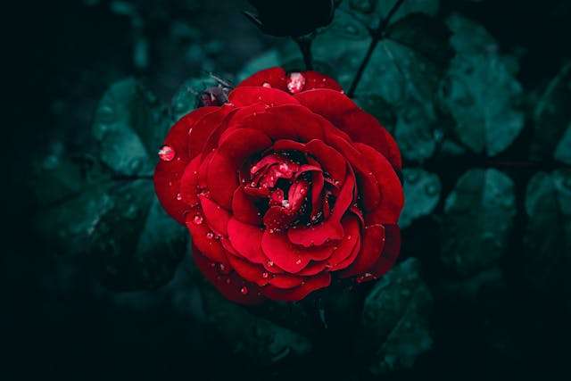 Vibrant red rose with droplets.
