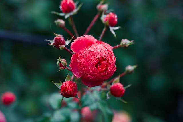 Red rose with dew drops