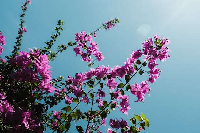 Vivid pink bougainvillea flowers contrasting against a bright blue sky.