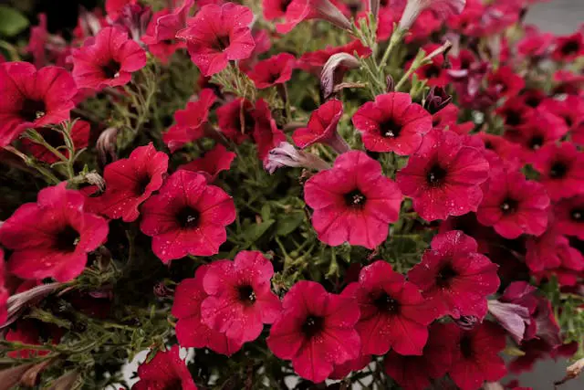 Vibrant pink flowers with dew