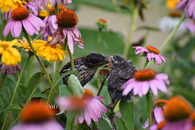 Birds among colorful blooming flowers