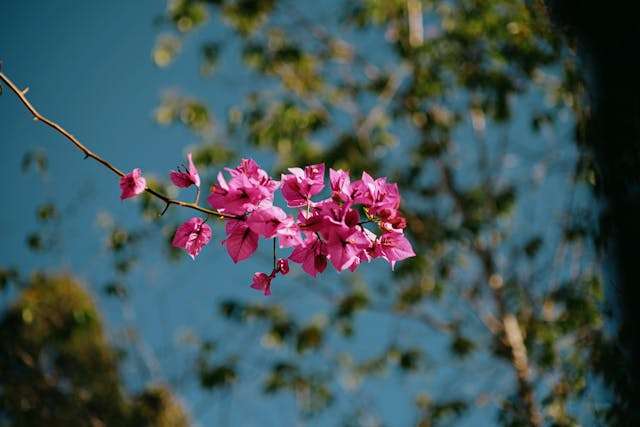 A branch of pink bougainvillea blossoms set against a clear blue sky, showcasing natural beauty.