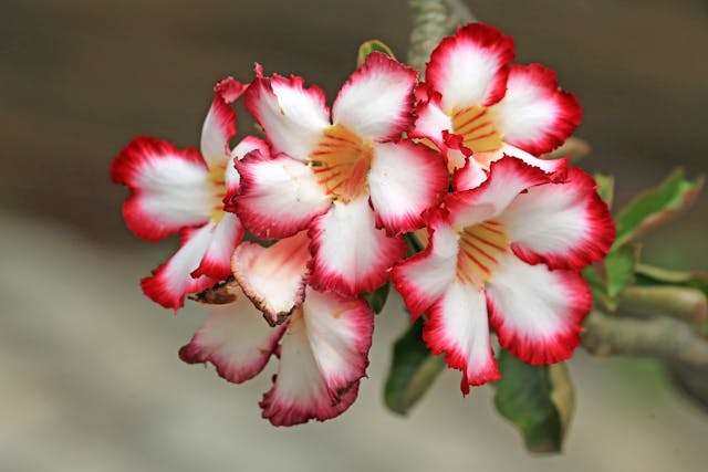 Pink and white blooming flowers