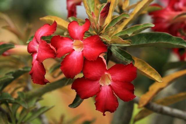 Vibrant red flowers on green leaves