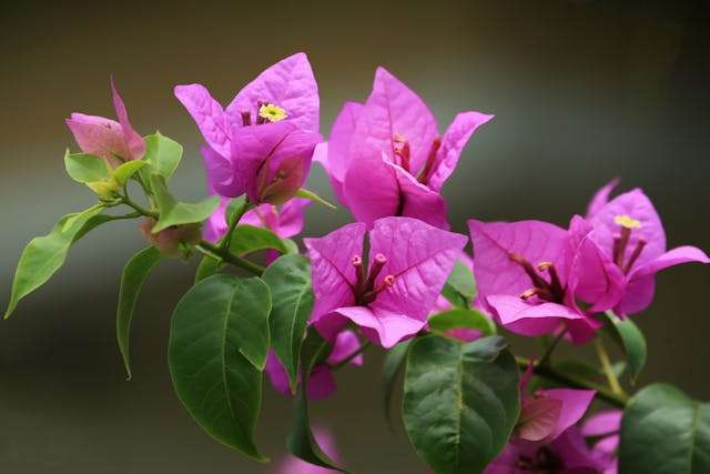 Vibrant pink bougainvillea flowers blooming