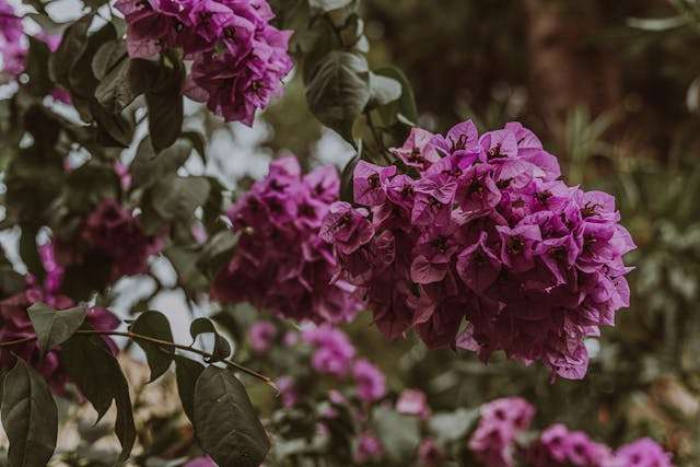 Vibrant purple bougainvillea flowers blooming