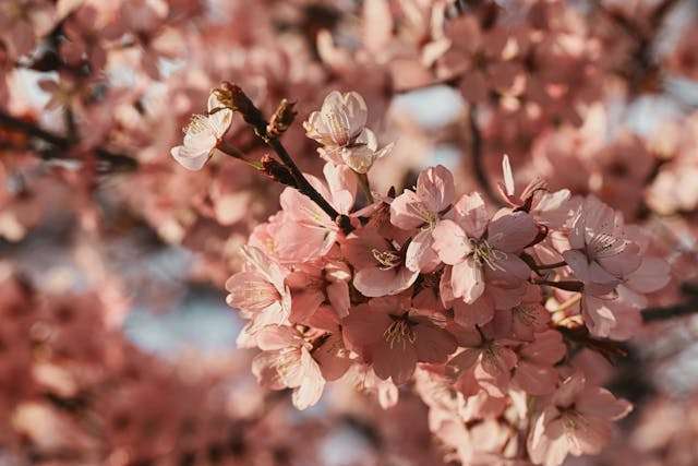 Pink cherry blossoms in bloom