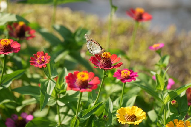 Butterfly among colorful blooming flowers.