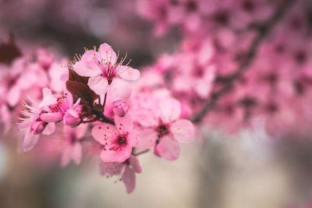 Pink cherry blossoms on a branch