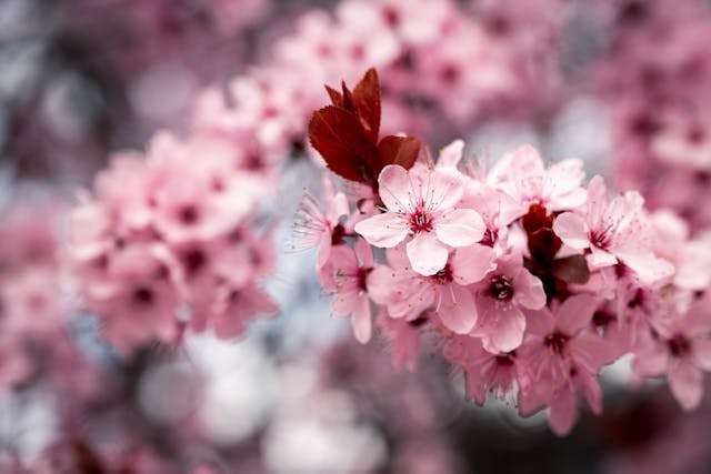 Pink cherry blossoms in soft focus