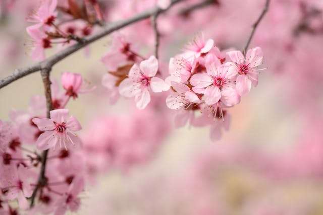 Delicate pink cherry blossom flowers