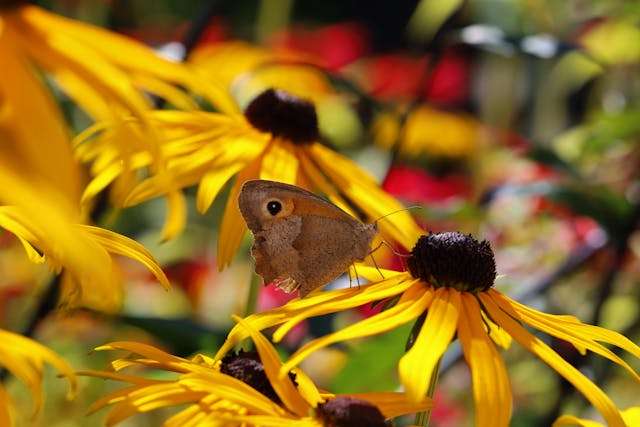 Butterfly resting on yellow flowers.