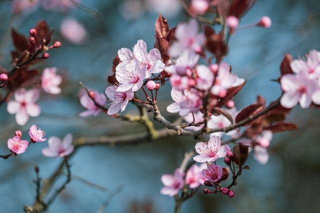 Delicate pink cherry blossoms blooming