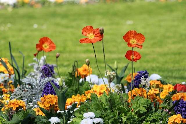 Colorful flowers in a garden setting.
