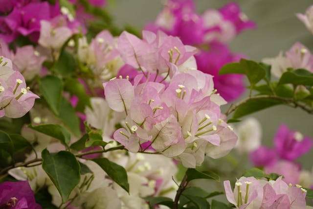 Colorful bougainvillea flowers in bloom