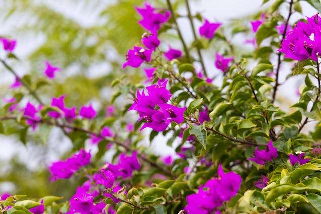 Close-up of blooming vibrant purple bougainvillea flowers with lush green leaves outdoors.