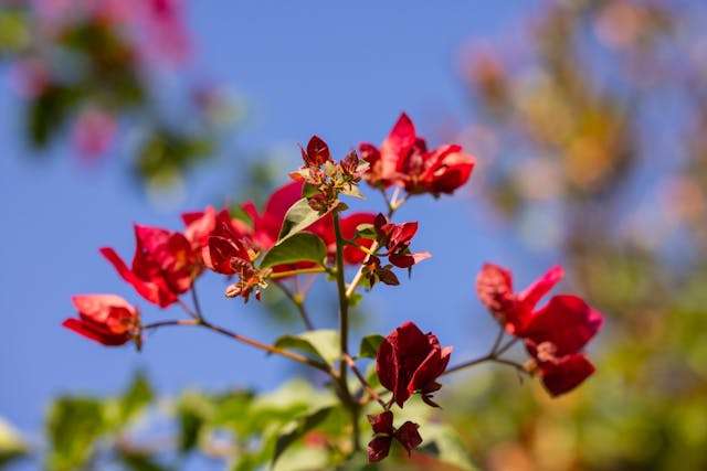 Vibrant red flowers against blue sky