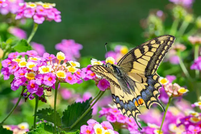 Butterfly on vibrant pink flowers.